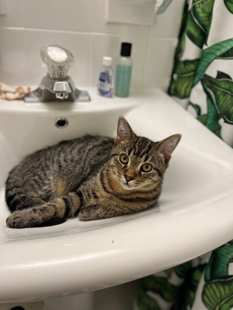 Lauren's cat Gwen lays in the bathroom sink