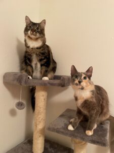 Kati's two cats pose on a cat tree